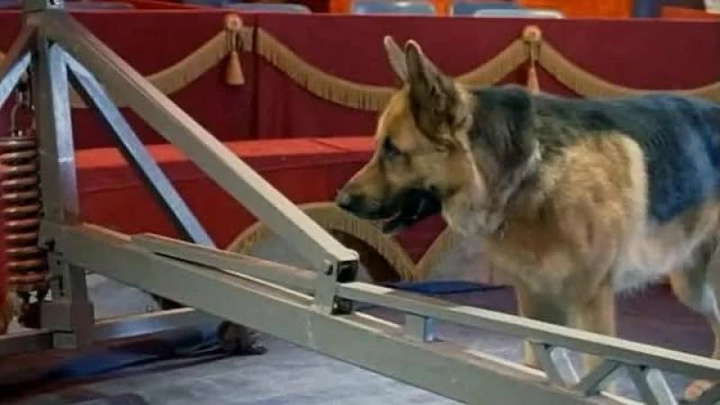 Кадры из сериала Комиссар Рекс (1994)
