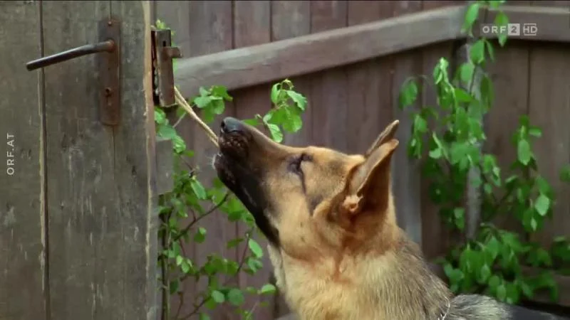 Кадры из сериала Комиссар Рекс (1994)